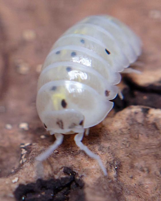Armadillidium vulgare Magic Potion, isopody, kulanki, 10 szt.