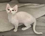 Zarezerwowana . Biała kotka devonrex