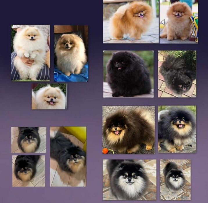 Szpic miniaturowy Pomeranian suczka odbiór grudzień ZKwP/FCI