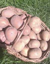 Картопля домашня екологічна органічна без хімікатів