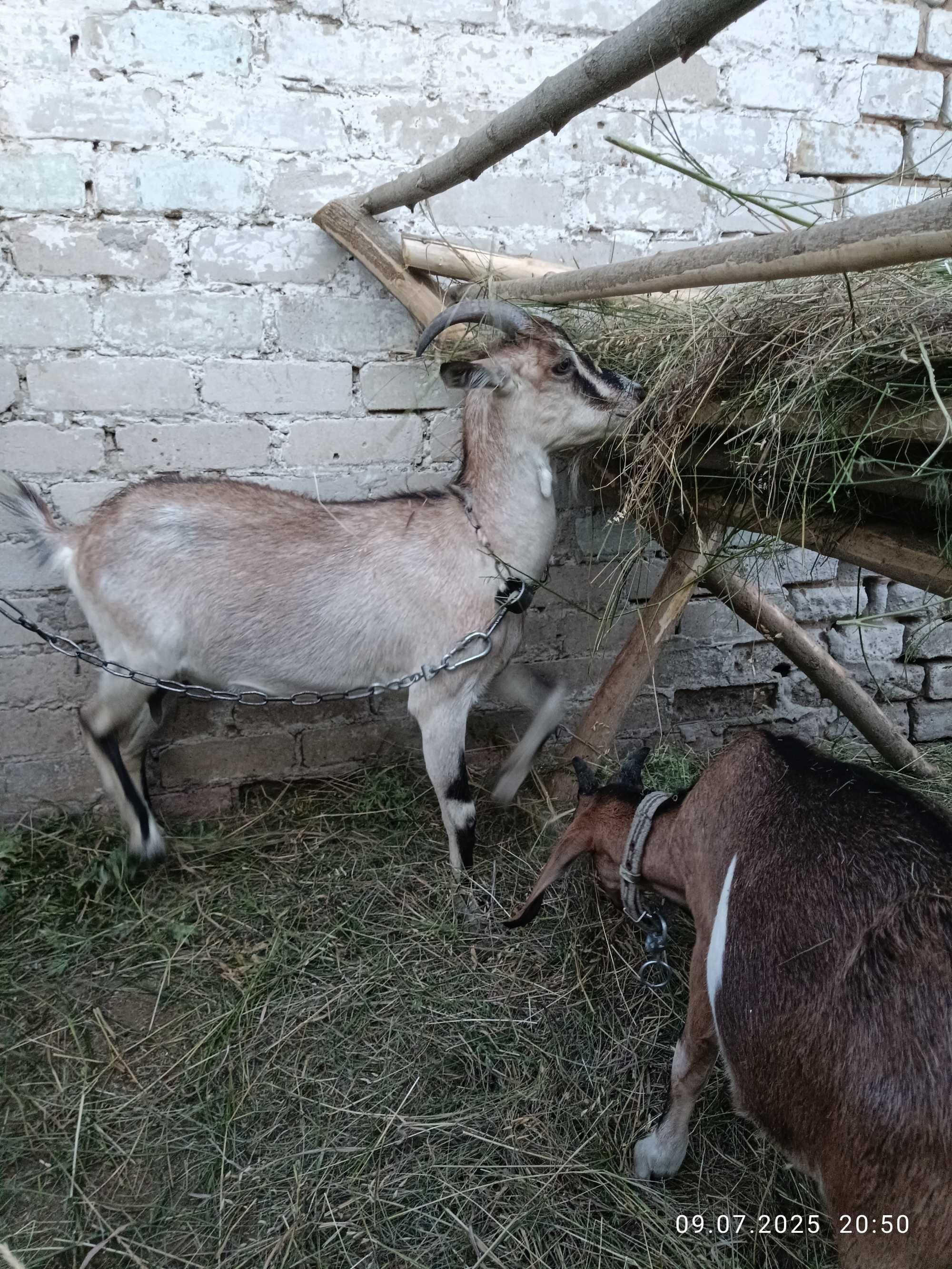 Продам добру козочку