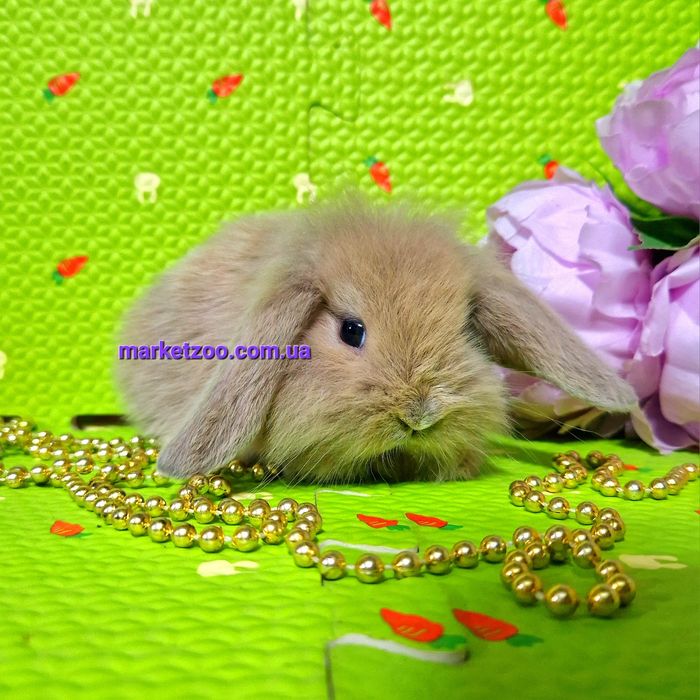 Мини mini lop мiнi карликовые декоративные крольчата кролики