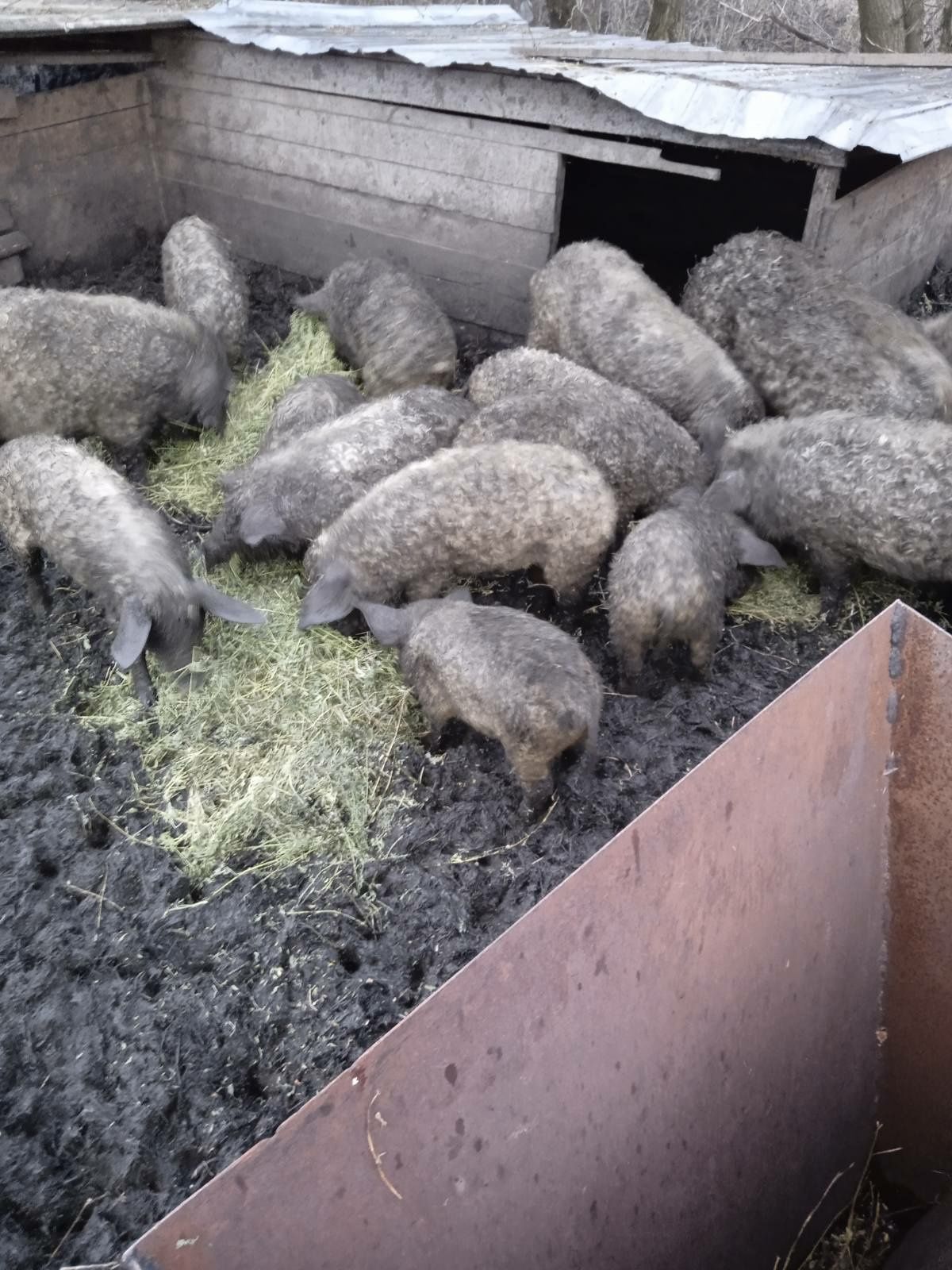 Свинки породи Угорська мангалиця