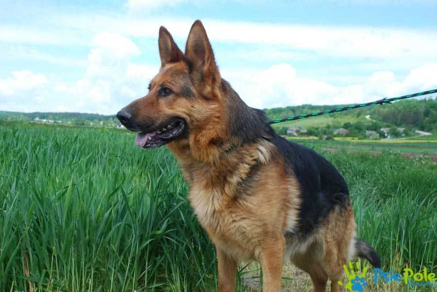 ESPO- Bardzo skrzywdzony owczarek szuka odpowiedzialnego opiekuna,