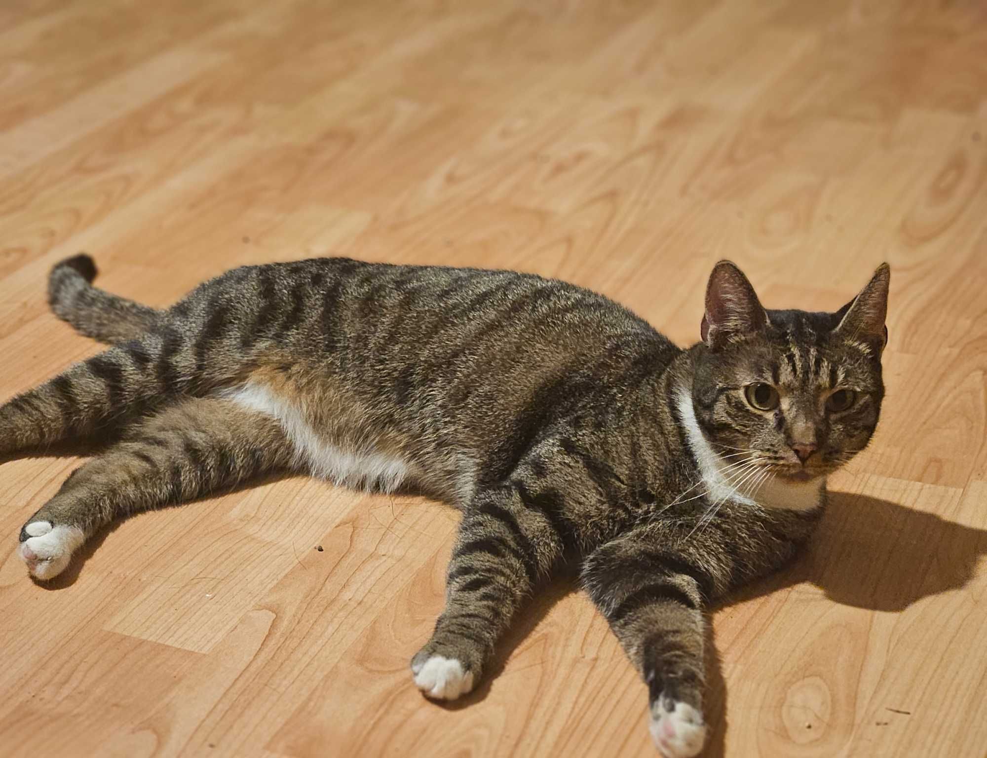 Figaro szuka domku, 1,5 roczny