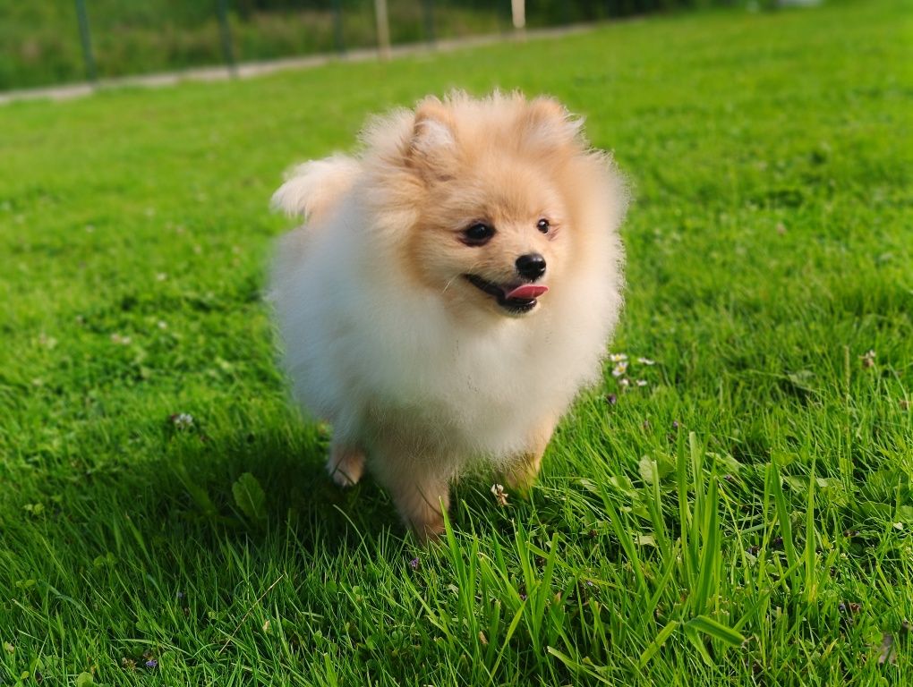 Rezerwacja Chłopiec Szpic mały pomeranian ZKwP