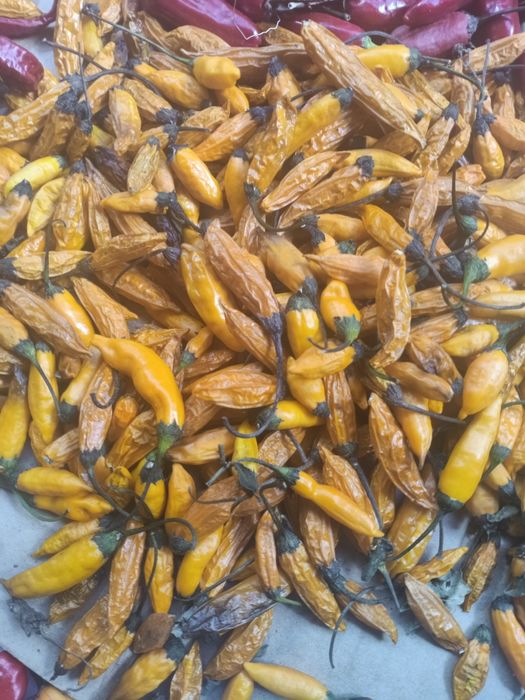 Piri- piri Biológico