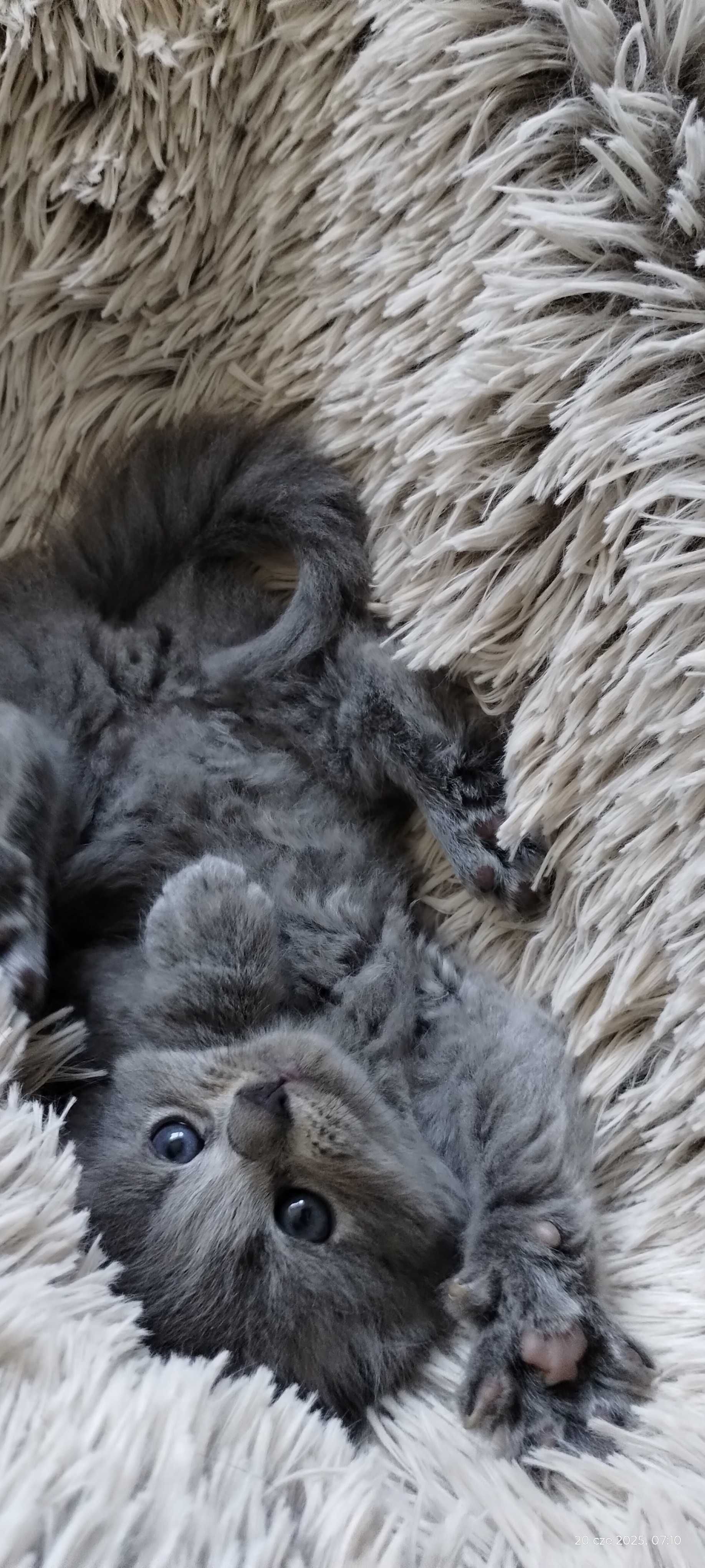 kotek rasy nebelung (rosyjski niebieski długowłosy)