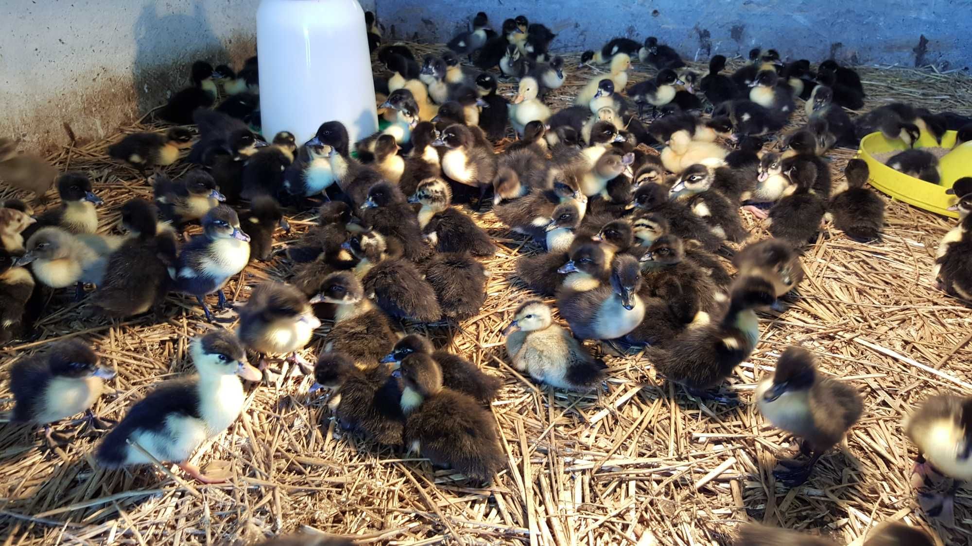 Kaczki różne pekin, mulard, dworka pisklęta do dalszego odchowu