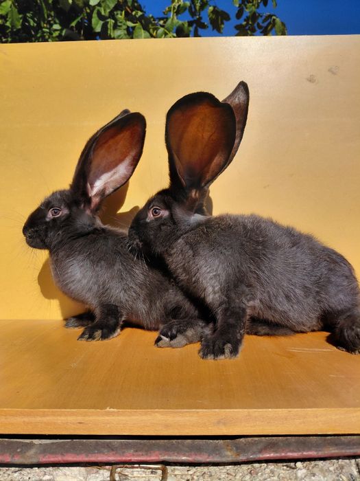 Sprzedam belgi czarne i żelaziste