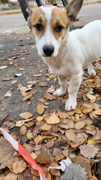 Собака маленька дівчинка