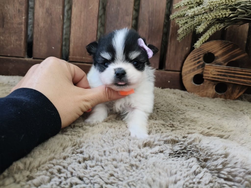 Spitz alemão menina