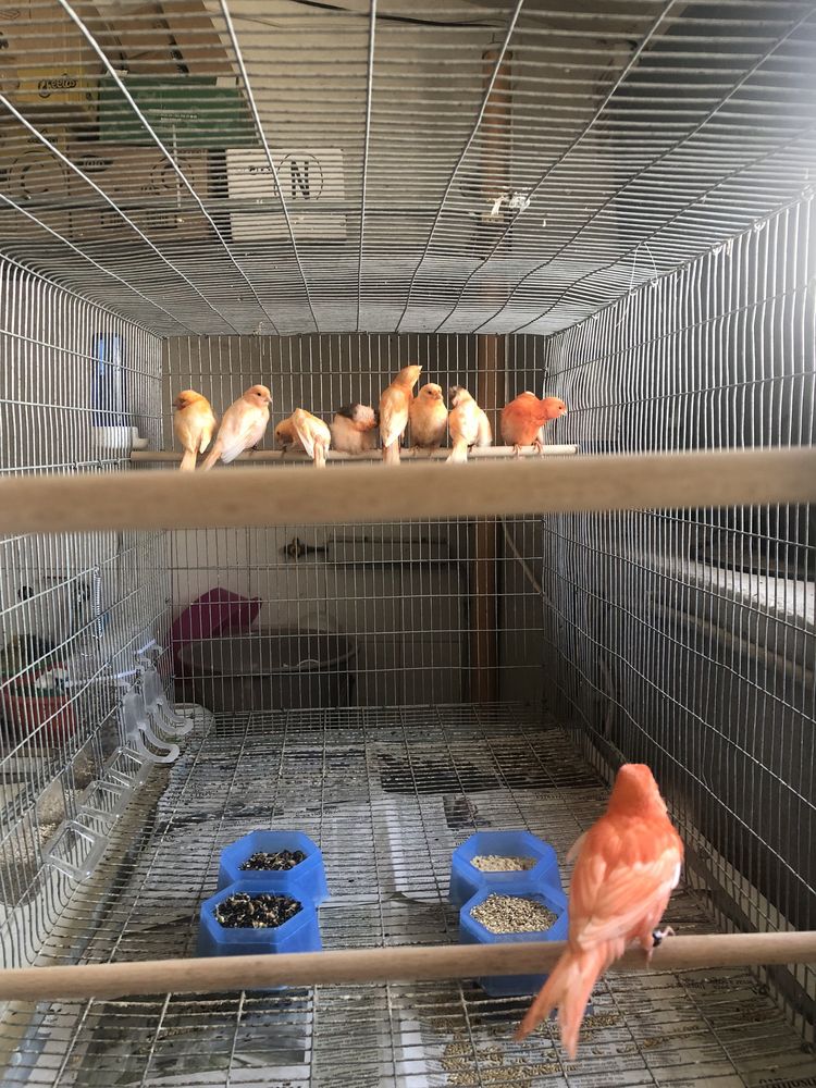Aves novas e reprodutoras ( vermelhos,frizados,arlequim )