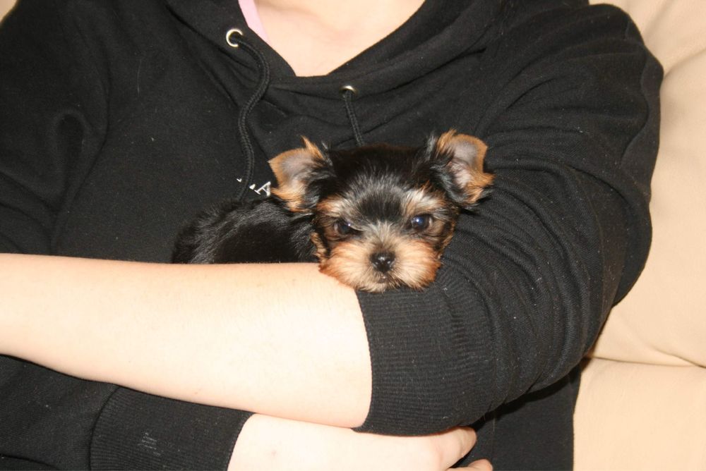 Щенки йоркширского терьера с питомника