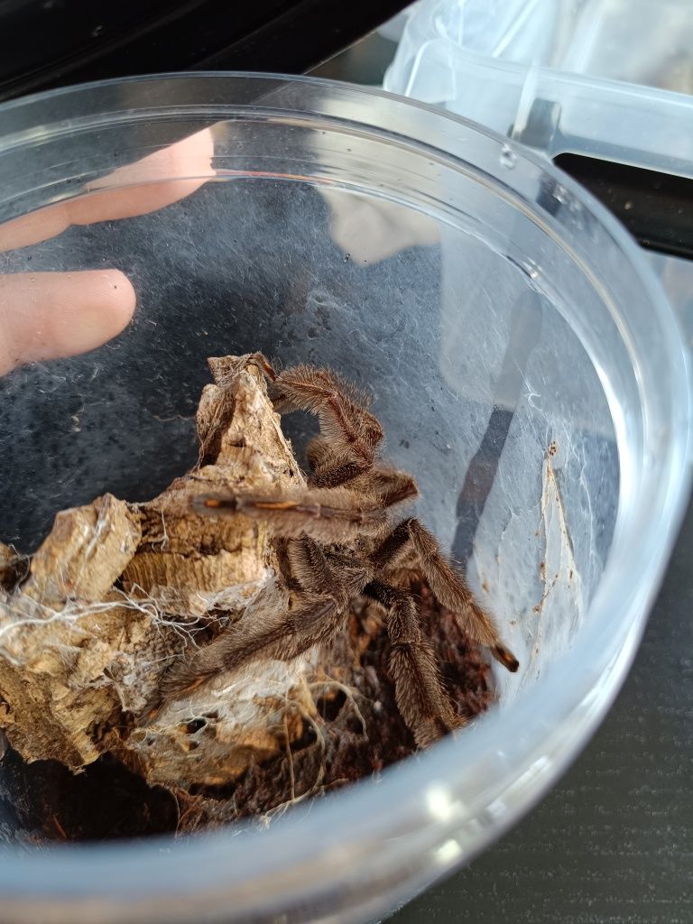 Chromatopelma cyaneopubescens Lasiodora parahybana p. irminia samce