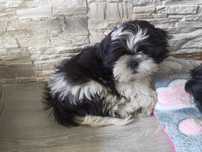 Shih Tzu 4-ro pokoleniowy rodowód (Elwis)