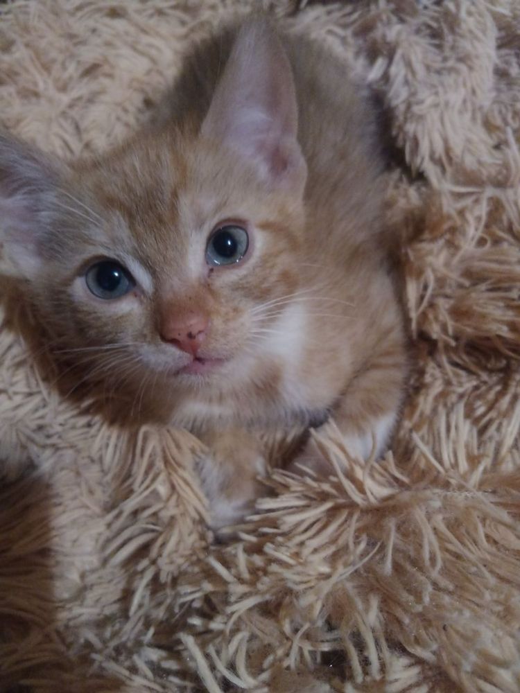 Котята в добрые руки!