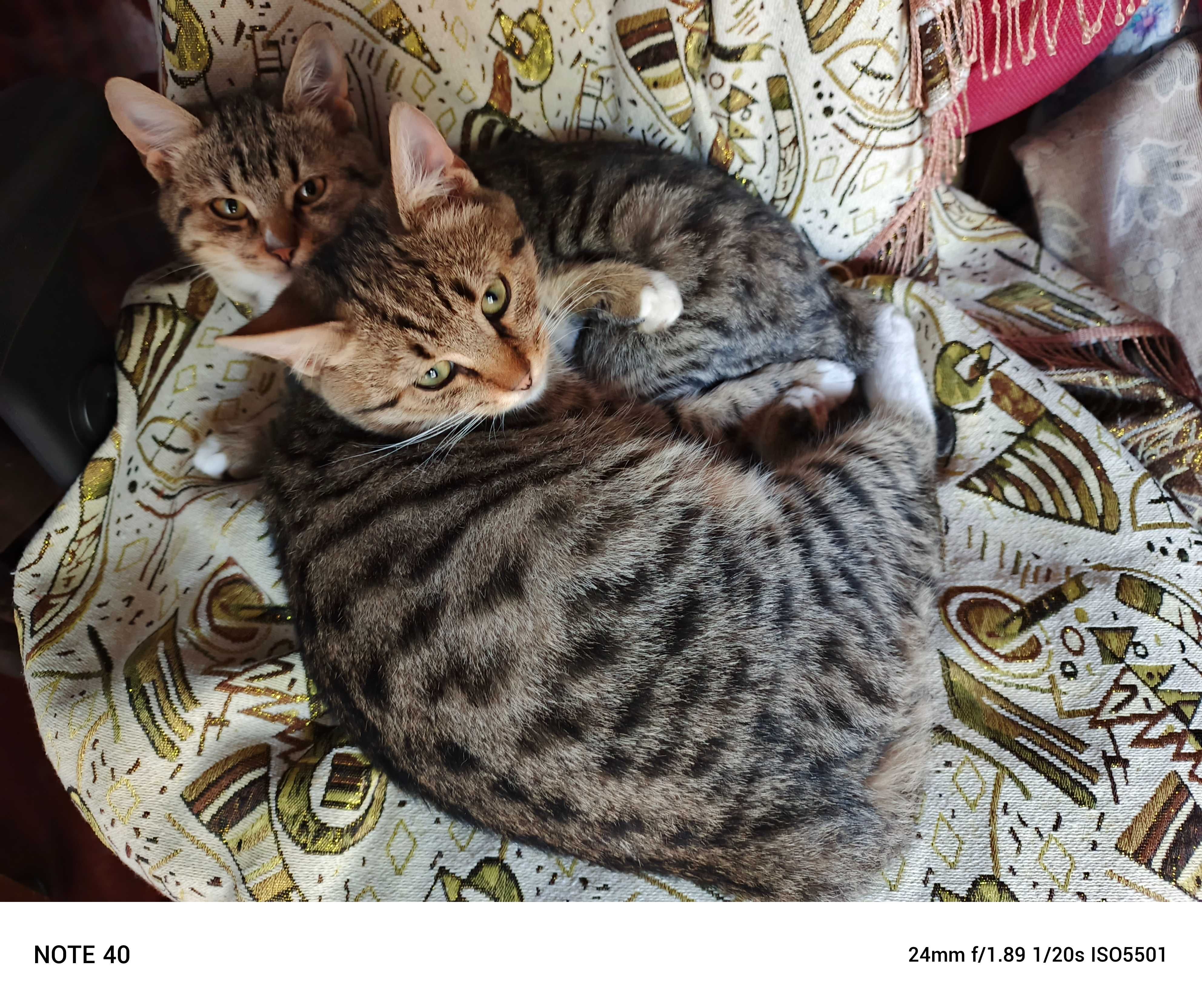 Котик, кішка, молоді (3-4 місяці)