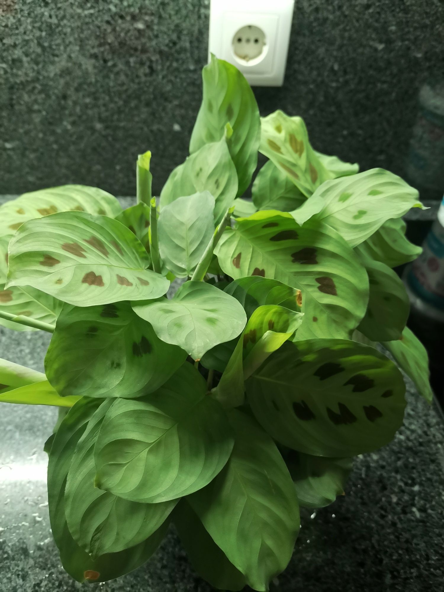 Planta viçosa, conforme fotos