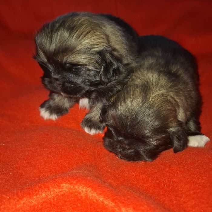 Pekińczyk sunia rodowód + wyprawka