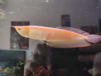 Arowana albina 30cm