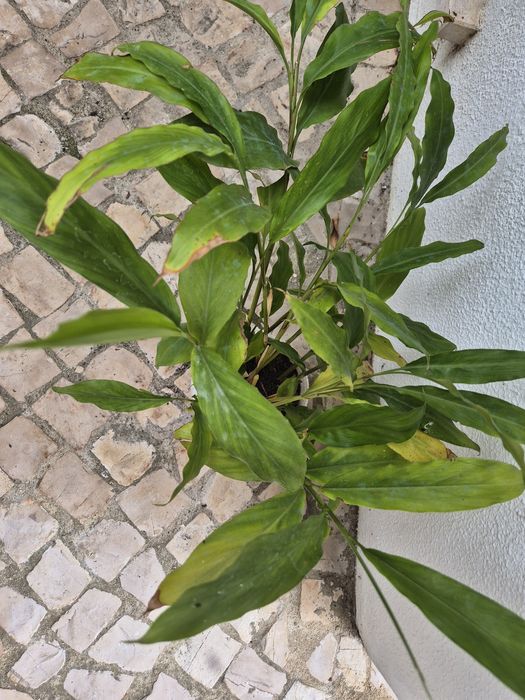 Plantas de cardamomo