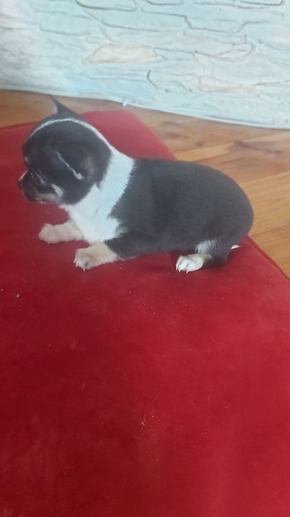 Chihuahua Trikolor piesek