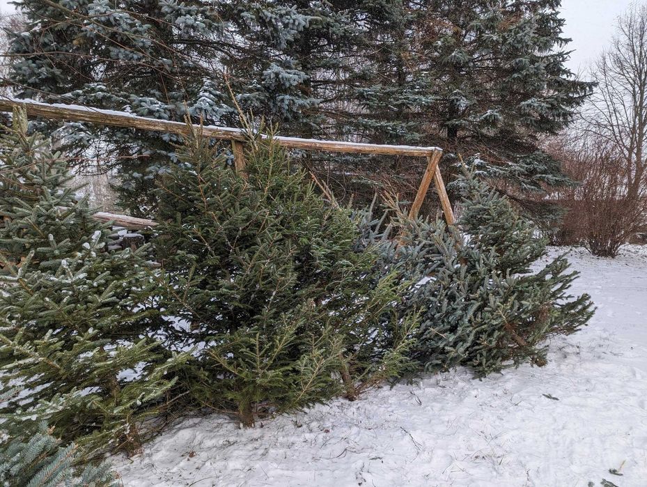 Choinki - Świerk Srebrny oraz Świerk Pospolity Formowany