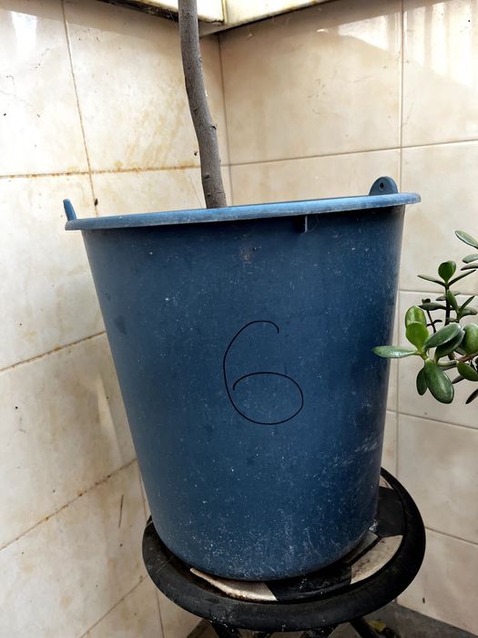 Продам цитрусове дерево (Лимон) 144 см - висота