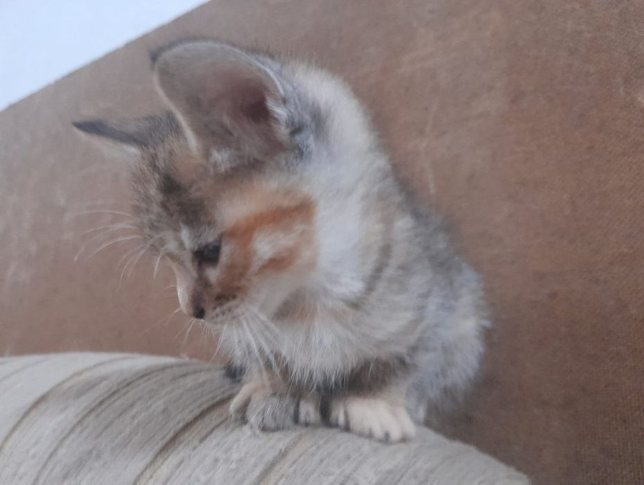 Gatinha para adopção