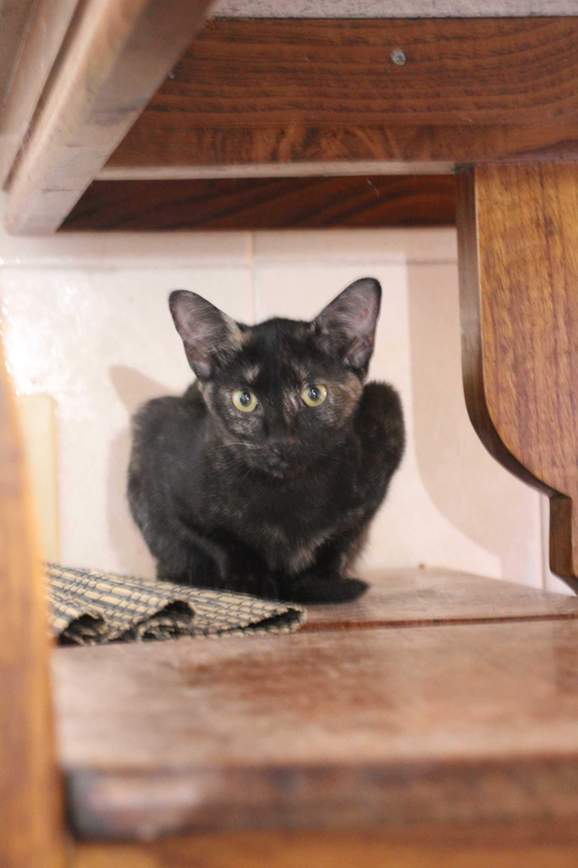ESTERILIZADA | Gatinha disponível para adoção muito responsável