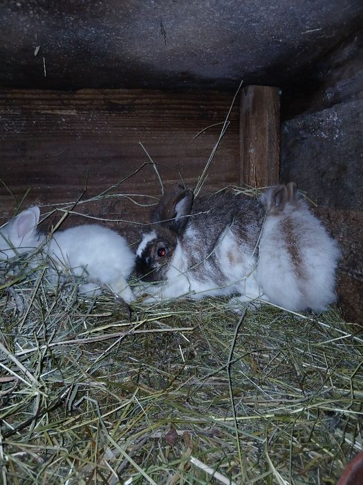 Króliki miniaturki młode