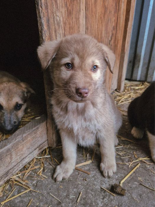 Цуценята шукають дім! (Всі хлопчики. На останньому фото дівчинка)