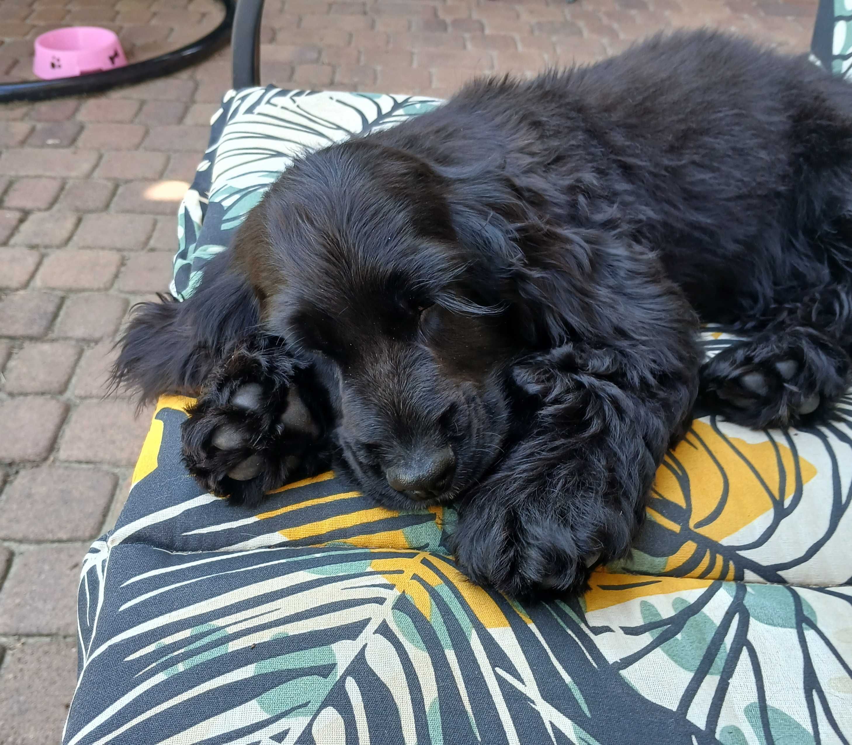 Cocker spaniel angielski - chłopczyk