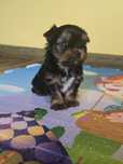 Yorkshire terrier