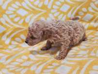 Pudel miniaturowy