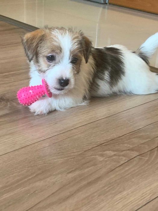 Jack Russell Terrier Hope śliczna suczka FCI ZKwP