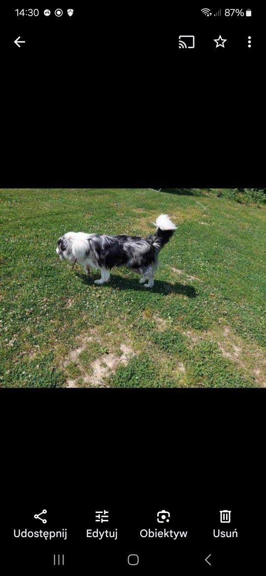 Border collie blue merle