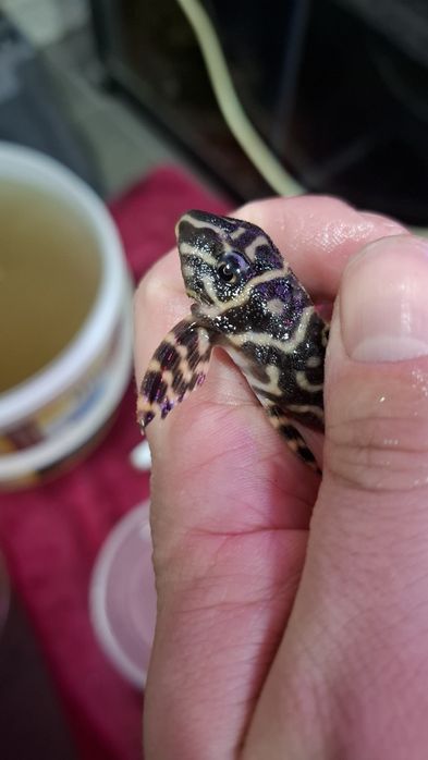 L333 Hypancistrus zbrojnik glonojad 8,5cm