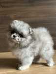 POMERANIAN szpic miniaturowy merle suczka :)