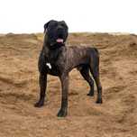 Pies Presa Canario