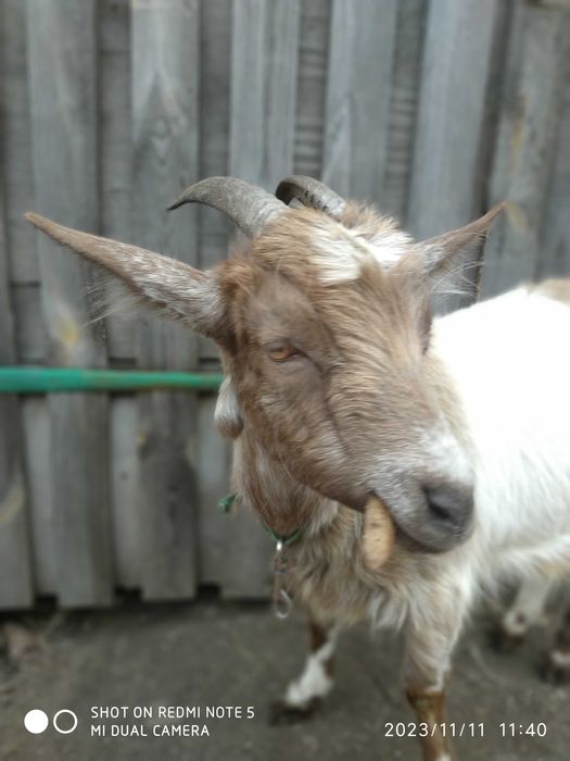 Козочка молоденька