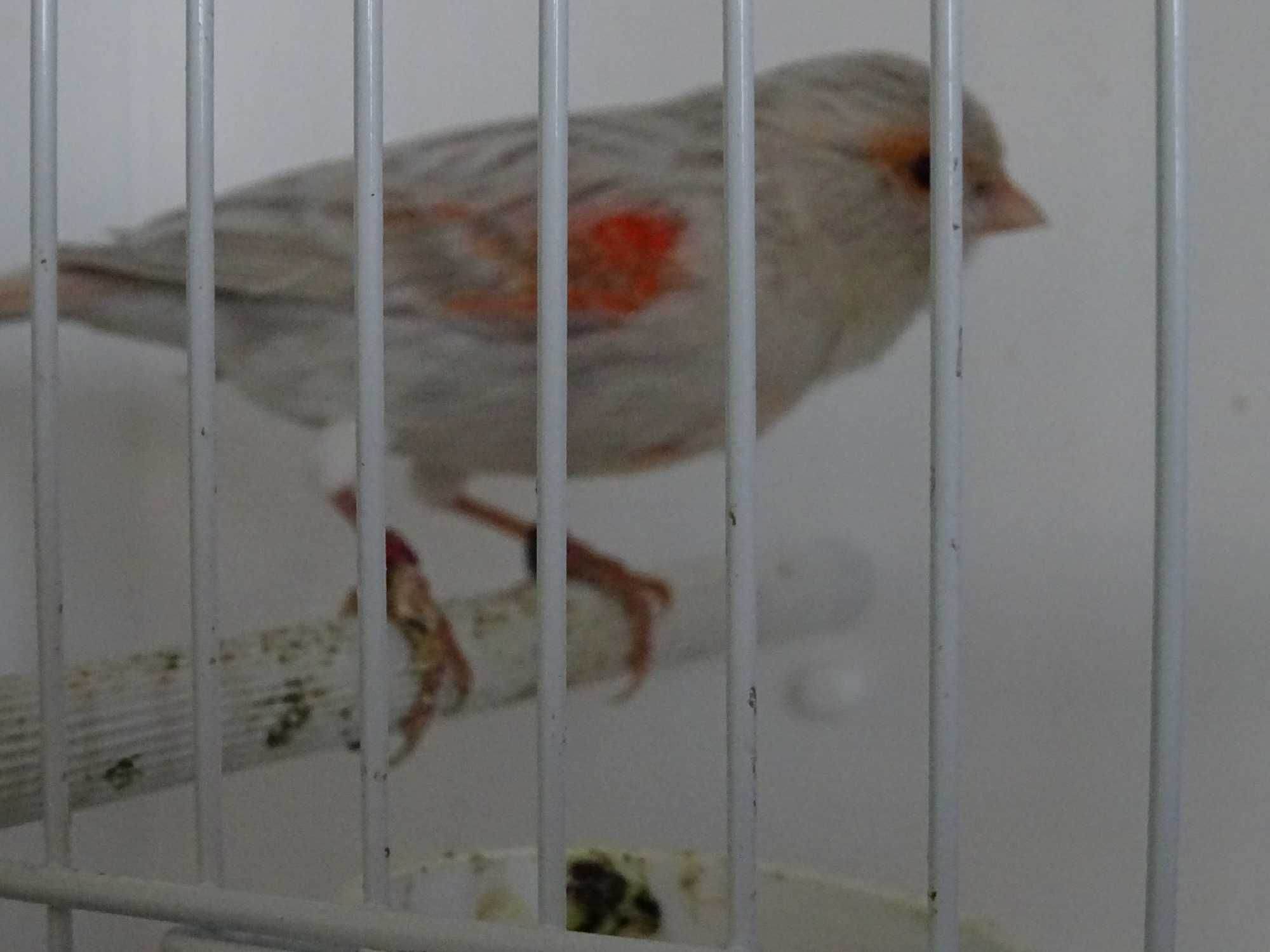 kanarki agat opal czerwona mozaika