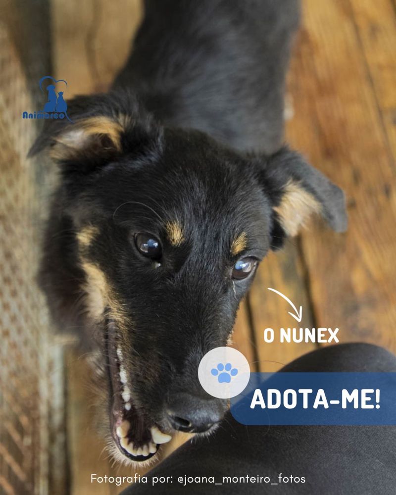 Nunex - cao porte medio para adoção