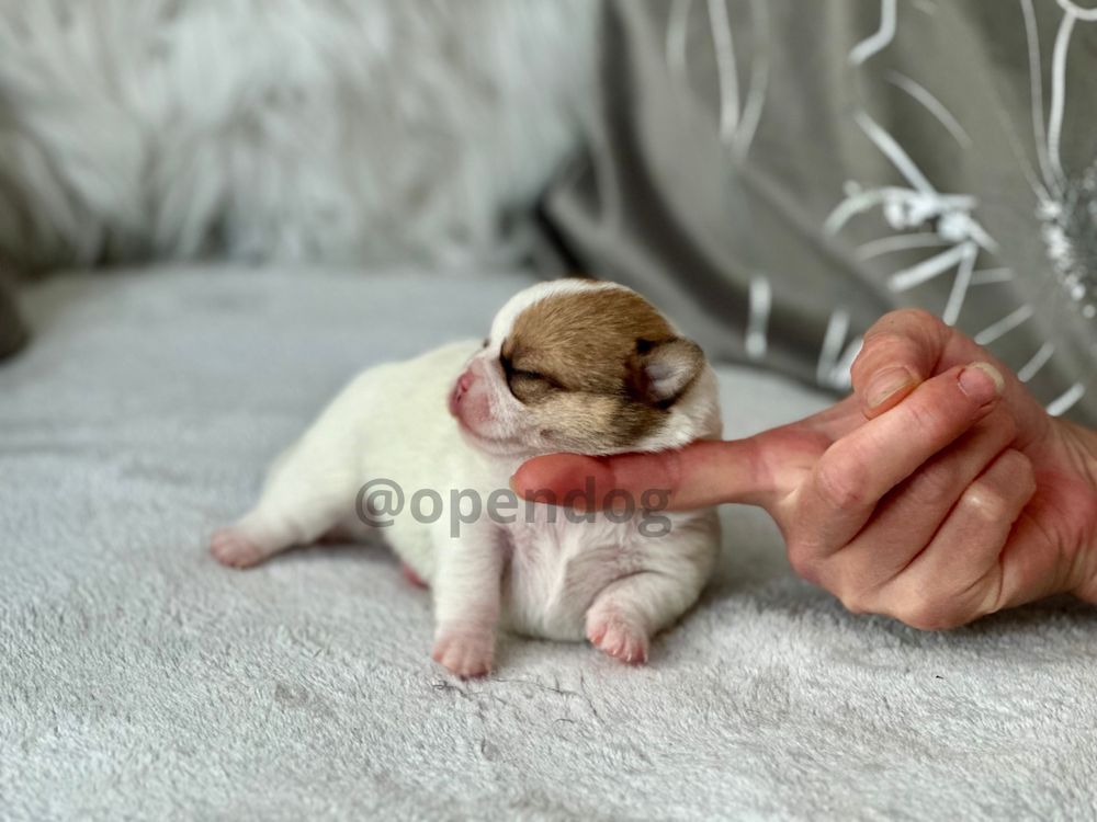 Chihuahua długowłosy biało-rudy PRZEPIĘKNY!! piesek