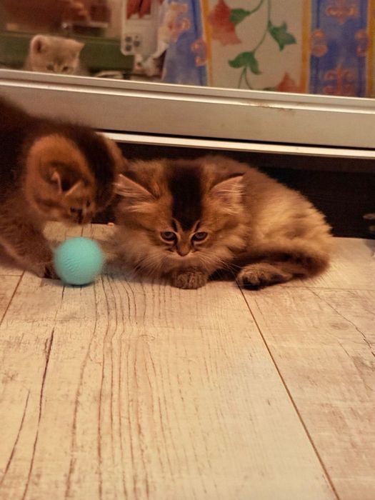 Шотландські Кошенята золотої шиншили