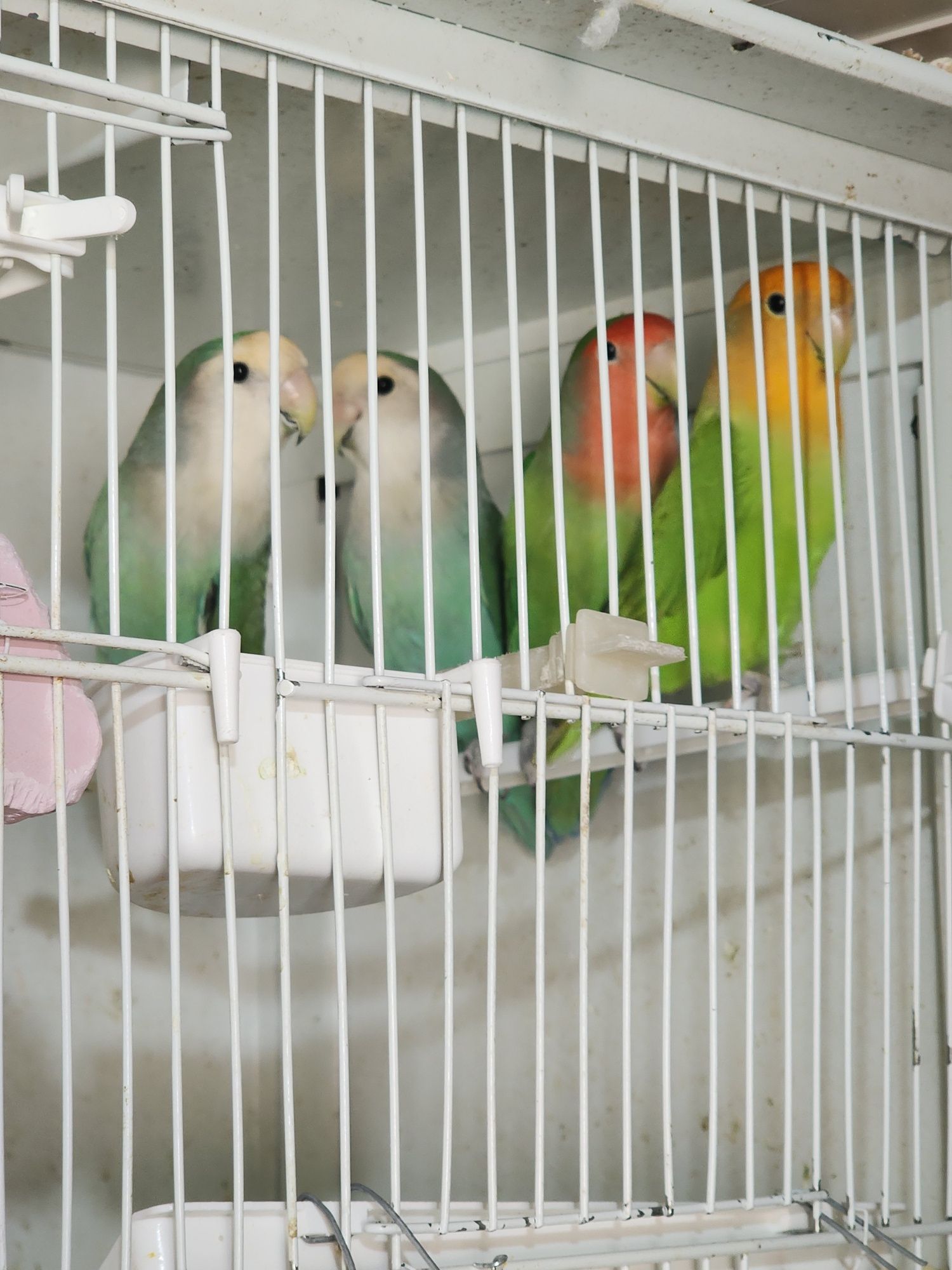 Agapornis criados a mão (muito meigos)