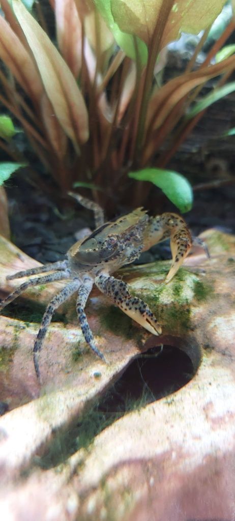 Krab Mekhong młode