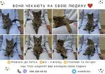 Віддаємо кошенята