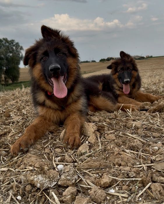 Owczarki Niemieckie Owczarek Niemiecki KLASA